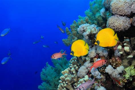 animals, sea, fish, underwater, coral, coral reef, aquarium, biology ...