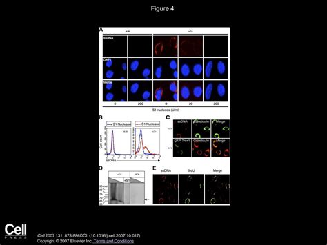 Yun Gui Yang Tomas Lindahl Deborah E Barnes Cell Ppt Download