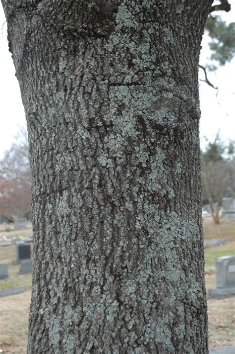 Quercus Incana Bruce Kirchoff Flickr