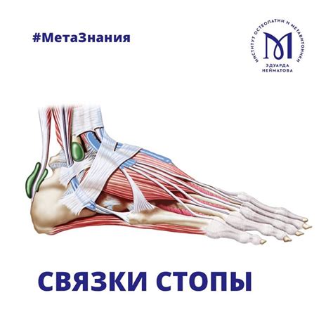 Мышцы и связки стопы
