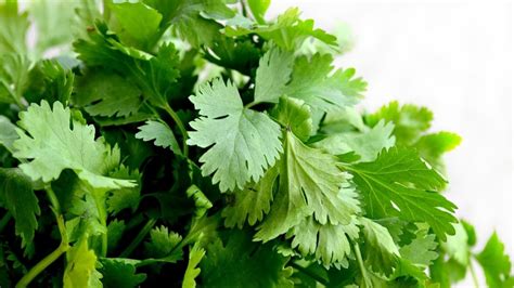 Cómo guardar cilantro y otras hierbas en tu refrigerador para que no