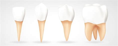 Molares E Pré Molares - Qual é a função dos dentes molares e pré-molares?