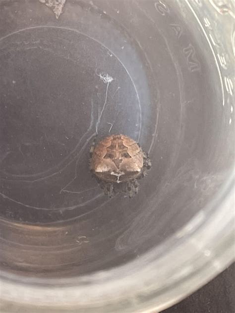 Id Please Wyoming Rspiders