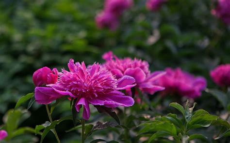 Mayflower Wallpaper Wallpapersafari