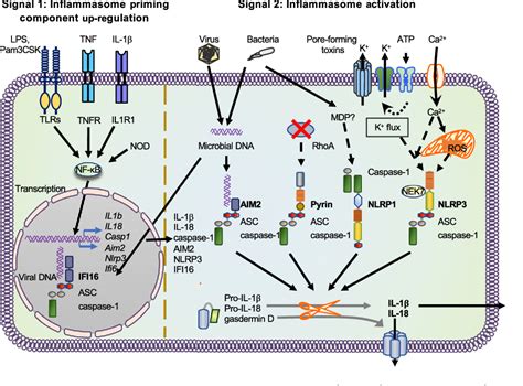 Figure From Role Of Inflammasomes In The Pathogenesis Of Periodontal