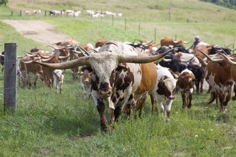 🔥 50 Longhorn Cattle Wallpapers Wallpapersafari
