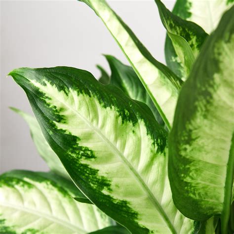 Dieffenbachia Care — House Plant Shop