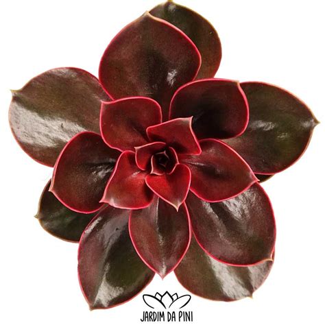 Echeveria Red Ruby | JardimDaPini