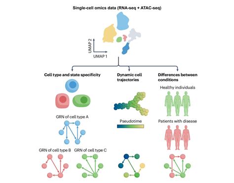 Saez Rodriguez Group On Twitter Gene Regulatory Networks Grns Are