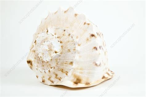 Shell - Stock Image - C007/2953 - Science Photo Library