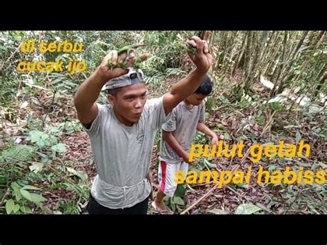 Hari Di Pedalaman Hutan Tropis Sumatra Poin Cucak Ijo Semua Gudang