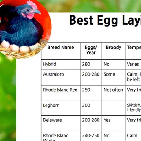 Best Egg Laying Chickens Chart Egg Laying Chickens Laying Chickens