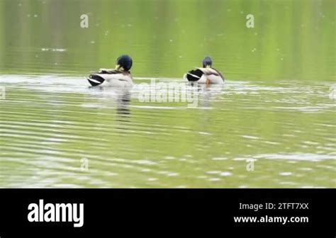 Blue Water And Mallards Stock Videos And Footage Hd And 4k Video Clips