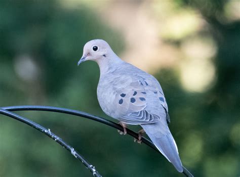 Mourning Dove | Great Bird Pics