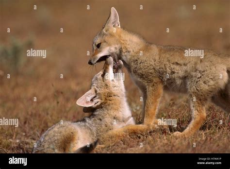 South American Gray Fox Lycalopex Griseus Young Playing Torres Del