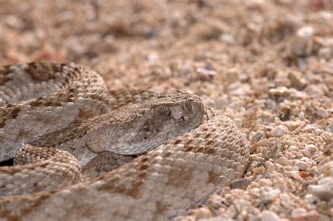 20 Camouflage Animals That You Have To See To Believe