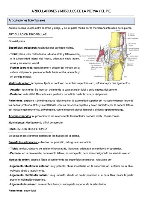 Solution Articulaciones Y M Sculos De La Pierna Y El Pie 66 Studypool