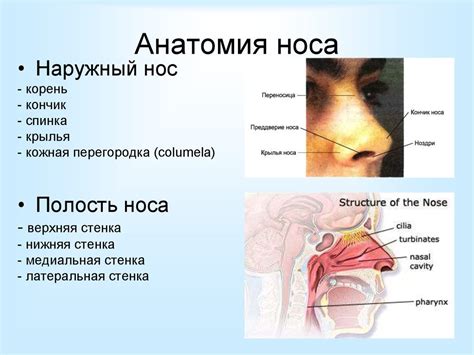 Анатомия картинки нос (50 фото)