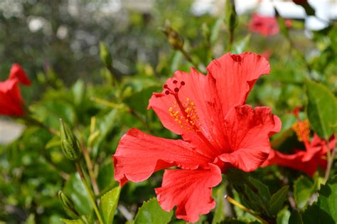 Images Gratuites la nature fleur feuille pétale rouge botanique