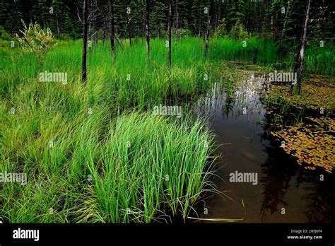 A Landscape Image Of Wild Grass Growing In A Wetland In Rural Alberta