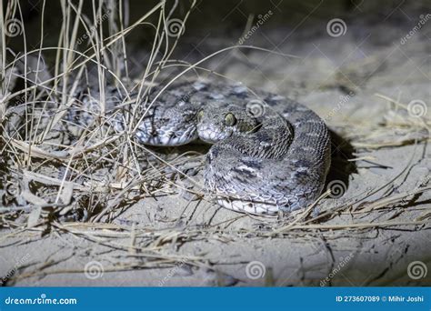 Echis Carinatus Or Saw Scaled Viper A Venomous Snake Observed In Rann