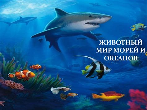 Обитатели морей и океанов картинки для дошкольников