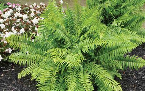 how to care for a macho fern