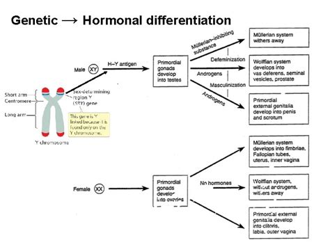 Sexual Differentiation Arnold Adolph Berthold 1803 1861 University