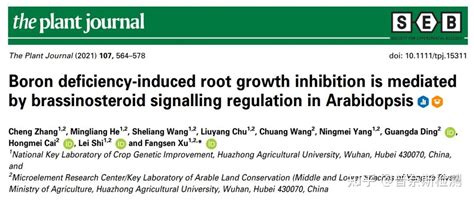 华中农大徐芳森团队揭示缺硼胁迫导致拟南芥根系生长抑制的分子机制 知乎