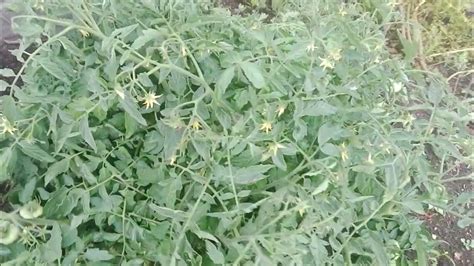 Сравнение сортов "Монгольский карлик" и " Монгол карлик" - YouTube