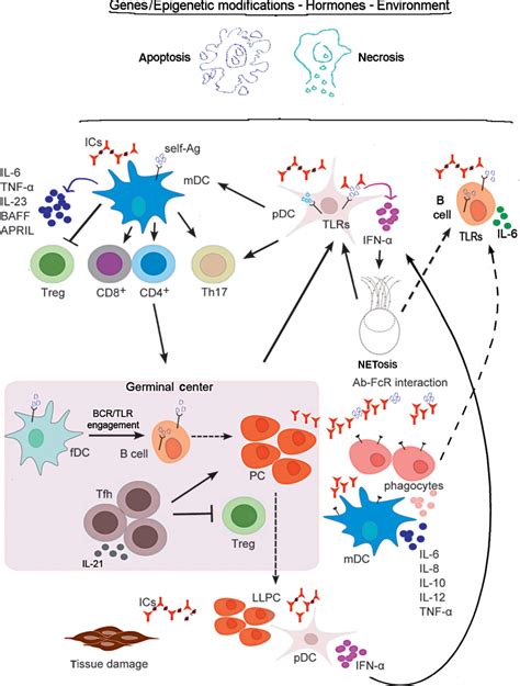 Overview Of The Pathogenesis Of Systemic Lupus Erythematosus Clinical