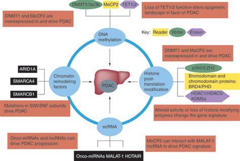 Full Article Role Of Epigenetics In Pancreatic Ductal Adenocarcinoma