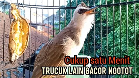 Suara Panggilan Trucukan Gacor Ngetir Panjang Ampuh Untuk Pancingan