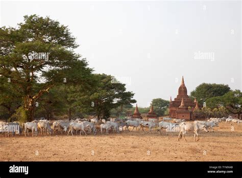 Grazing Cows Between The Temples Old Bagan Village Area Mandalay