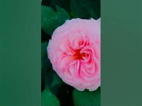 Роза Абрахам Дерби Abraham Darby - YouTube