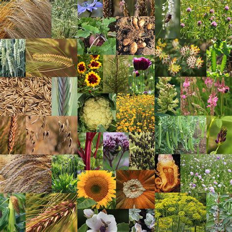 Crop Diversification Living Field
