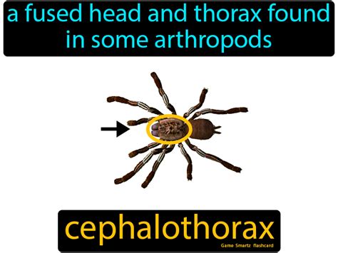 Cephalothorax - Easy Science | Arthropods, Easy science, Science