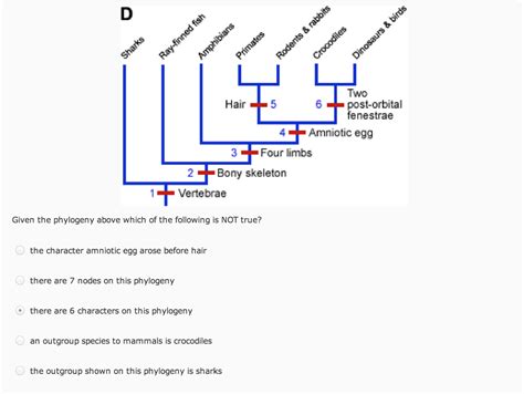 Solved Given the phylogeny above which of the following is | Chegg.com