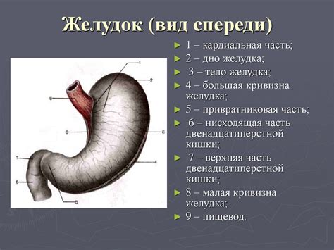 Анатомия и физиология желудка. Лекция № 29 - презентация онлайн