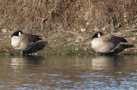 Branta Canadensis The Canada Goose
