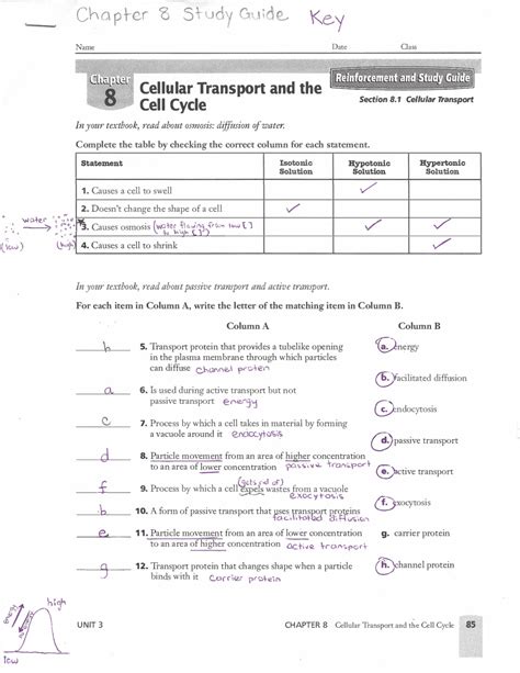 Cellular Transport And The Cell Cycle Exercise Answer Key Worksheets Library