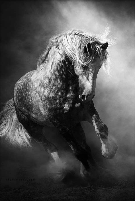 Free Is A Way All The Pretty Horses Beautiful Horses Animals