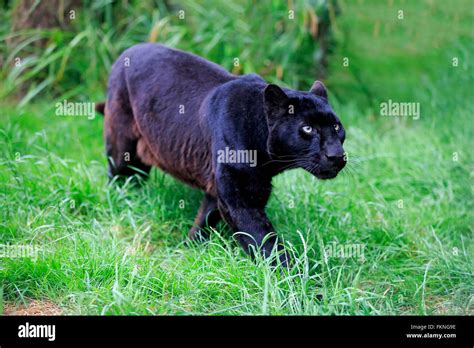 Leopard, black panther, Africa / (Panthera pardus Stock Photo - Alamy