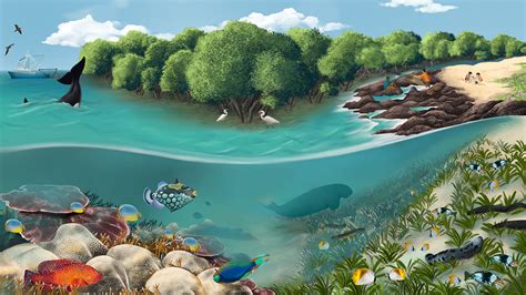 brainpop ocean habitats  gayle poston blog