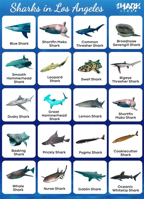 List Of Sharks In Los Angeles Usa With Pictures