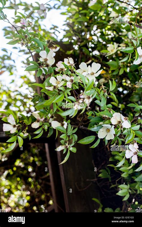 Trachelospermum Asiaticum Asiatic Jasmine Hi Res Stock Photography And