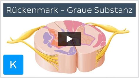 Video Rückenmark Graue Substanz Kenhub