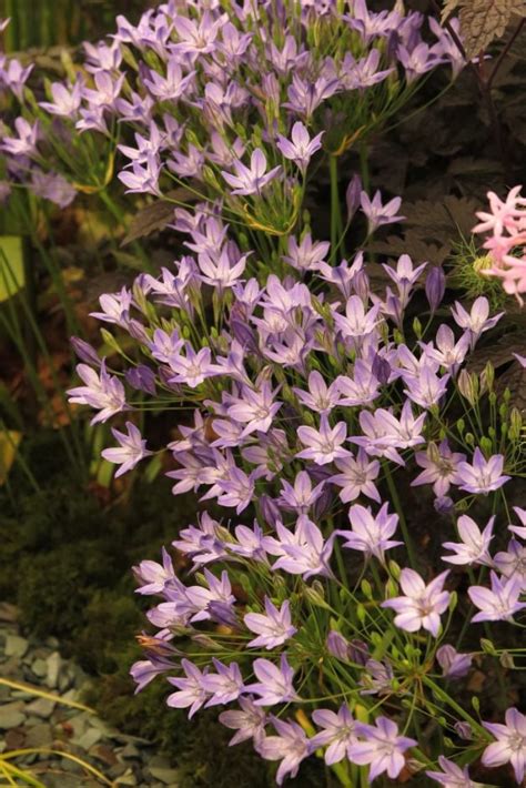 Triteleia 'Corrina' | triplet lily 'Corrina' Bulbs/RHS