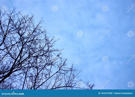 Naked Branches Of A Tree Against Blue Sky Close Up Trees Stock Photo