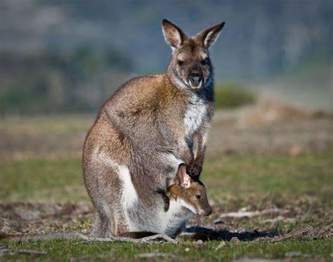 The Australian Kangaroo Kill That Is Cull Saving Earth